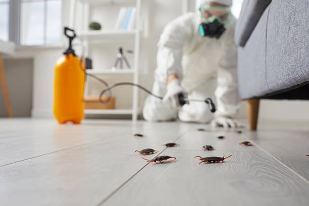 Commercial Kitchen Cockroach Control in Rupert